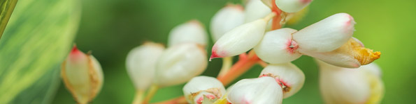 芒种