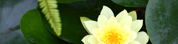 小暑